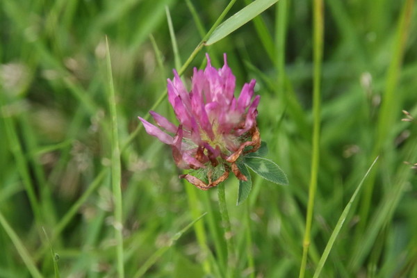 photo of Red Clover
