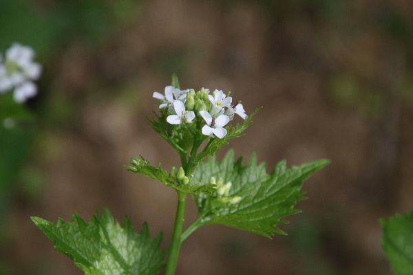 photo of Garlic Mustard
