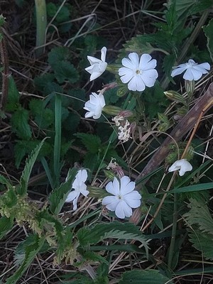 photo of White Campion
