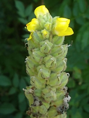 photo of Great Mullein