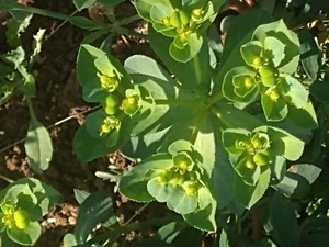 photo of Sun Spurge