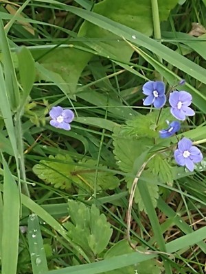 photo of Germander Speedwell