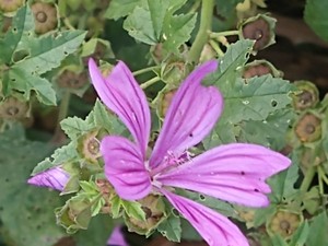photo of Common Mallow