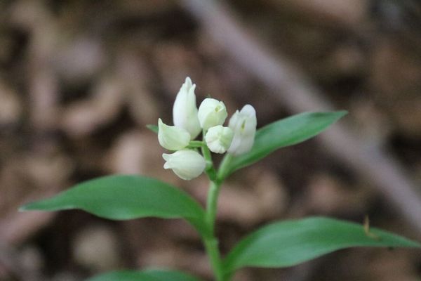 photo of White Helleborine