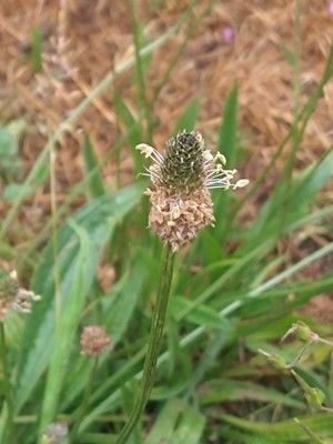 photo of Ribwort Plantain