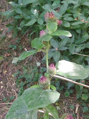photo of Lesser Burdock