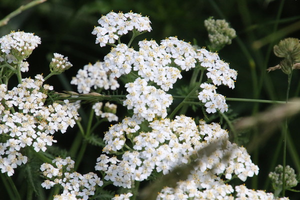 photo of Yarrow