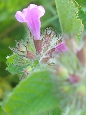 photo of Wild Basil