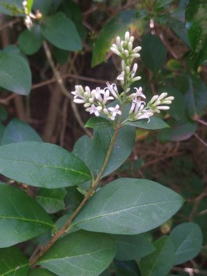 photo of Wild Privet