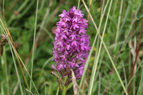 photo of Pyramidal Orchid