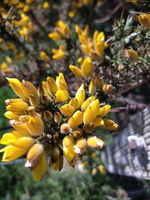 photo of Gorse