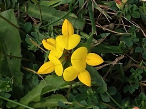 photo of Bird's Foot Trefoil