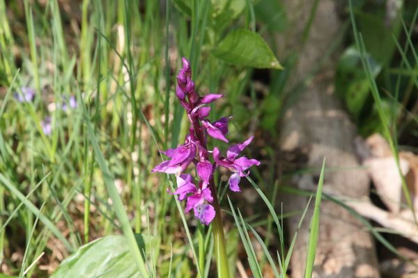 photo of Early Purple Orchid