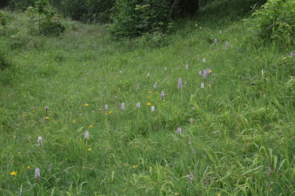 photo of Common Spotted Orchid