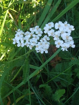 photo of Yarrow