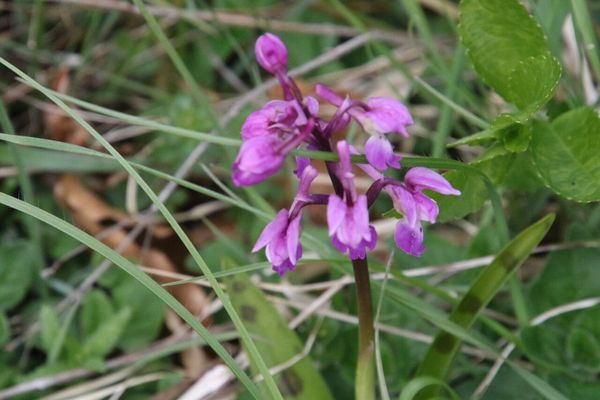 photo of Early Purple Orchid