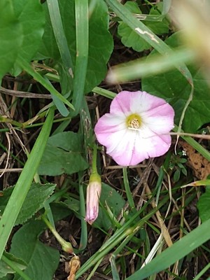 photo of Field Bindweed