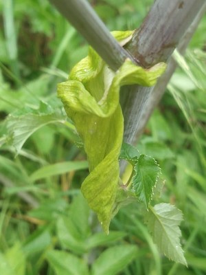 photo of Wild Angelica