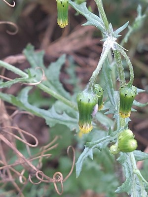 photo of Groundsel