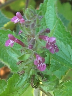 photo of Hedge Woundwort