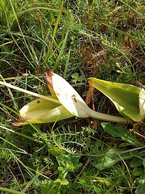 photo of Common Twayblade