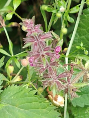 photo of Hedge Woundwort