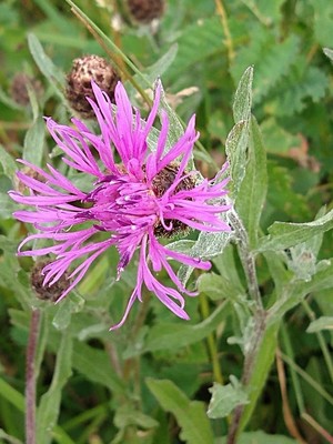 photo of Brown Knapweed