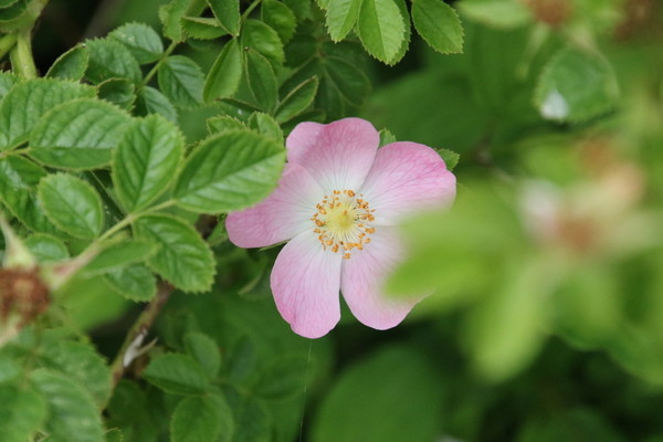 photo of Common Dog Rose