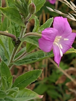 photo of Great Willowherb