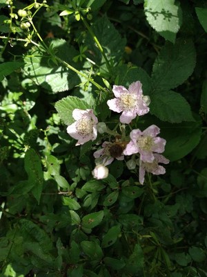 photo of Elm Leaved Bramble