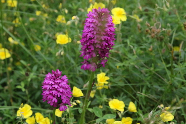 photo of Pyramidal Orchid