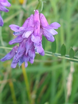 photo of Fodder Vetch