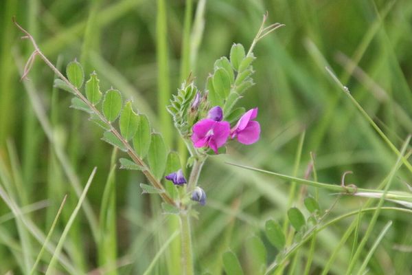 photo of Common Vetch