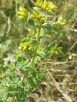 photo of Perforate St. John's Wort