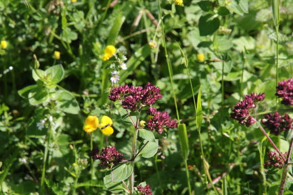 photo of Wild Marjoram