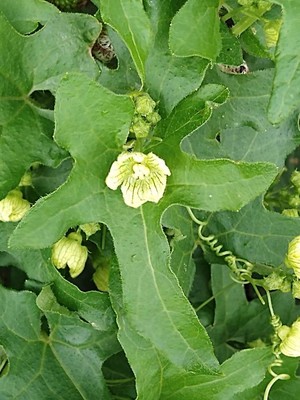 photo of White Bryony