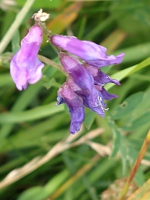 photo of Fodder Vetch