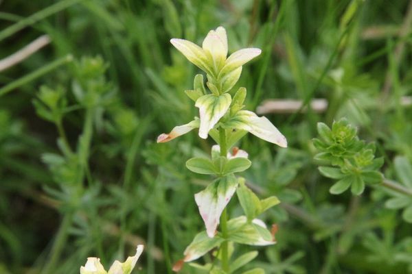 photo of Perforate St. John's Wort
