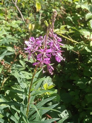 photo of Rosebay Willowherb