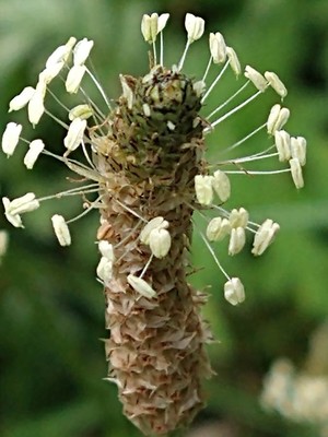 photo of Ribwort Plantain