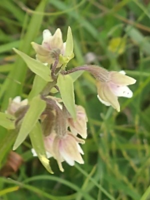 photo of Marsh Helleborine
