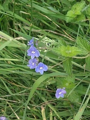 photo of Germander Speedwell