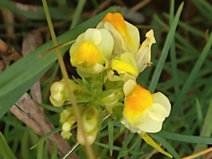 photo of Common Toadflax