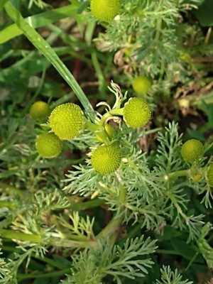 photo of Pineappleweed