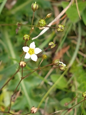 photo of Fairy Flax