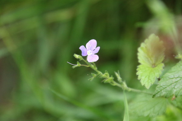 photo of Germander Speedwell