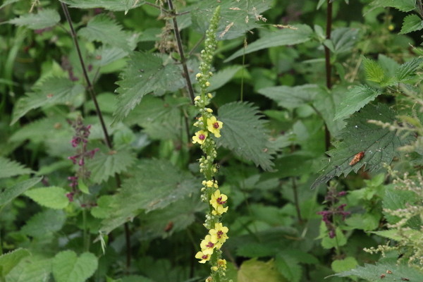 photo of Dark Mullein