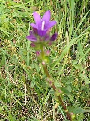 photo of Clustered Bellfower