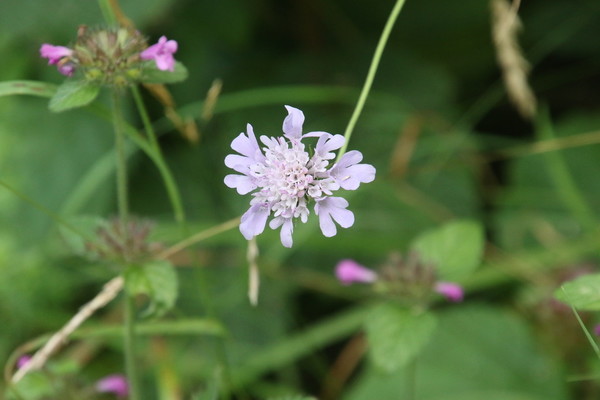 photo of Small Scabious