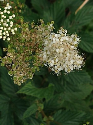 photo of Meadowsweet